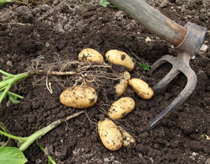 A Donation for Organic, Against Monsanto Image